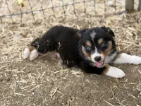 Puppy#4 , a male Australian Shepherd for sale in Bennett, CO – 10 of 10