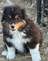 puppy#5, a male Australian Shepherd for sale in Bennett, CO – 3 of 8