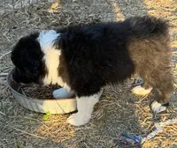 Puppy#4, a male Australian Shepherd for sale in Bennett, CO – 3 of 10