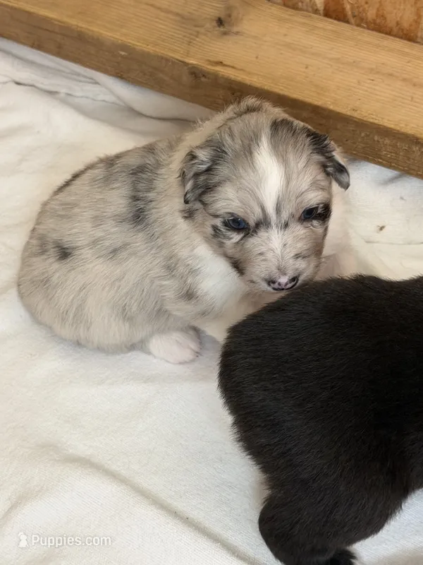 Puppy #4 – Australian Shepherd puppy for sale in Bennett, CO