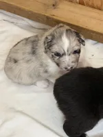 Puppy #4, a female Australian Shepherd for sale in Bennett, CO – 1 of 10