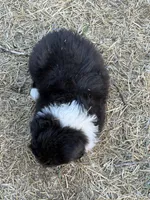 Puppy#4, a male Australian Shepherd for sale in Bennett, CO – 10 of 10