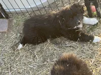Puppy#7, a female Australian Shepherd for sale in Bennett, CO – 5 of 10