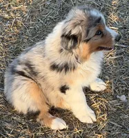 Puppy#2, a male Australian Shepherd for sale in Bennett, CO – 9 of 10