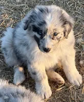 Puppy#1, a female Australian Shepherd for sale in Bennett, CO – 7 of 10