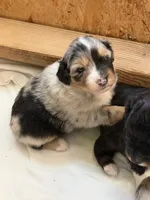 Puppy #1, a female Australian Shepherd for sale in Bennett, CO – 4 of 10