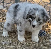 Puppy#1, a female Australian Shepherd for sale in Bennett, CO – 6 of 10