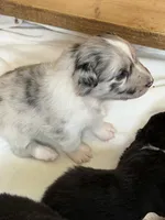 Puppy #4, a female Australian Shepherd for sale in Bennett, CO – 4 of 10