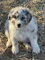 Puppy#1, a female Australian Shepherd for sale in Bennett, CO – 10 of 10