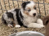 Puppy#2, a female Australian Shepherd for sale in Bennett, CO – 7 of 10