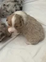 Puppy#5, a male Australian Shepherd for sale in Bennett, CO – 5 of 10