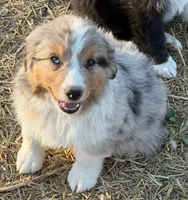 Puppy#2, a male Australian Shepherd for sale in Bennett, CO – 8 of 10