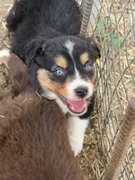 Puppy#4 , a male Australian Shepherd for sale in Bennett, CO – 3 of 10