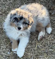 Puppy#3, a male Australian Shepherd for sale in Bennett, CO – 7 of 10