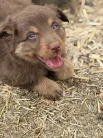 Puppy#5, a male Australian Shepherd for sale in Bennett, CO – 2 of 10