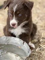 Puppy#3, a female Australian Shepherd for sale in Bennett, CO – 8 of 10