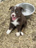 Puppy#3, a female Australian Shepherd for sale in Bennett, CO – 3 of 10