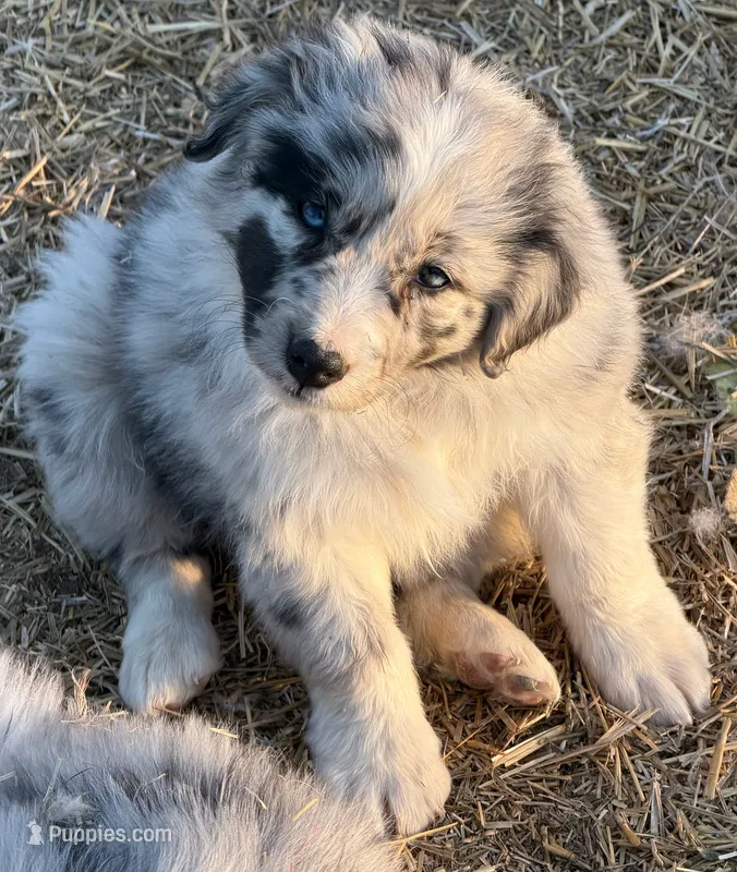 Puppy#1 – Australian Shepherd puppy for sale in Bennett, CO