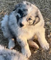 Puppy#1, a female Australian Shepherd for sale in Bennett, CO – 1 of 10