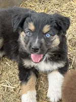 Puppy#6, a female Australian Shepherd for sale in Bennett, CO – 2 of 10