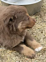 Puppy#5, a male Australian Shepherd for sale in Bennett, CO – 5 of 10
