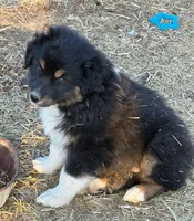 Puppy#6, a female Australian Shepherd for sale in Bennett, CO – 9 of 10
