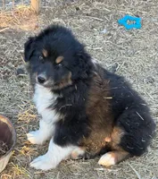 Puppy#6, a female Australian Shepherd for sale in Bennett, CO – 10 of 10