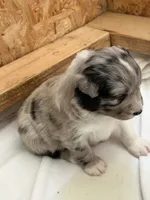 Puppy #3, a female Australian Shepherd for sale in Bennett, CO – 3 of 10