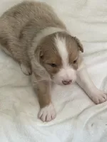 Puppy#5, a male Australian Shepherd for sale in Bennett, CO – 4 of 10