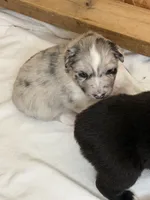 Puppy #4, a female Australian Shepherd for sale in Bennett, CO – 2 of 10
