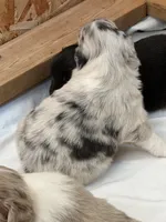 Puppy#2, a female Australian Shepherd for sale in Bennett, CO – 10 of 10