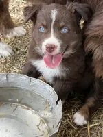 Puppy#3, a female Australian Shepherd for sale in Bennett, CO – 7 of 10