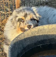 Puppy#3, a male Australian Shepherd for sale in Bennett, CO – 5 of 10