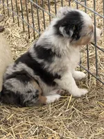 Puppy#2, a female Australian Shepherd for sale in Bennett, CO – 5 of 10