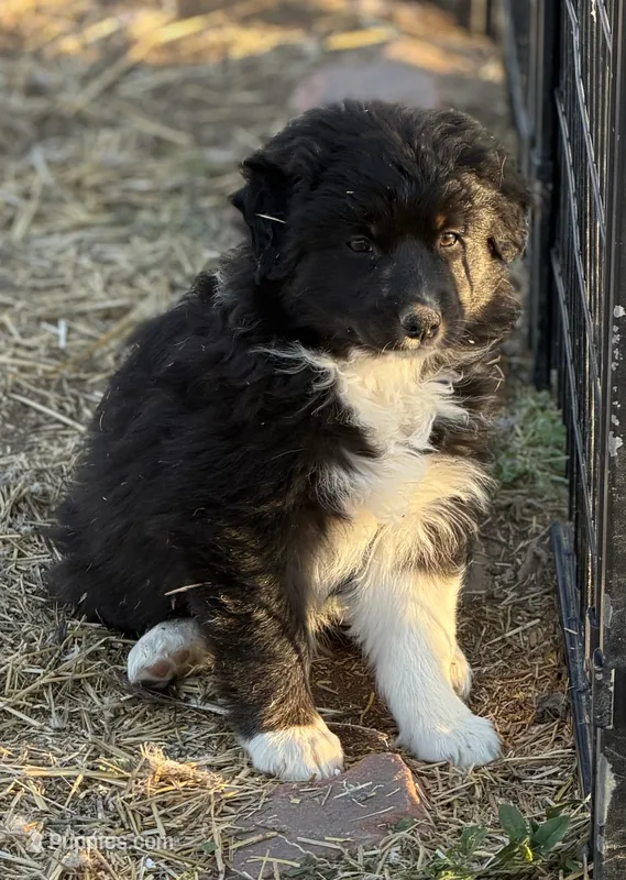 Puppy#7, a female Australian Shepherd for sale in Bennett, CO – 1 of 10