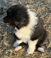 Puppy#4, a male Australian Shepherd for sale in Bennett, CO – 6 of 10
