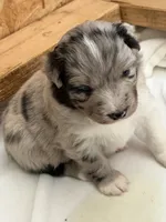 Puppy #3, a female Australian Shepherd for sale in Bennett, CO – 4 of 10