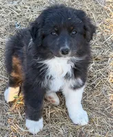 Puppy#7, a female Australian Shepherd for sale in Bennett, CO – 10 of 10