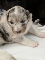 Puppy#2, a female Australian Shepherd for sale in Bennett, CO – 7 of 10