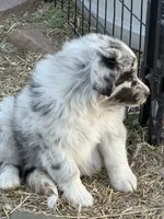 Puppy#1, a female Australian Shepherd for sale in Bennett, CO – 8 of 10