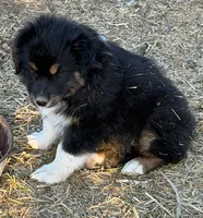 Puppy#6, a female Australian Shepherd for sale in Bennett, CO – 5 of 10