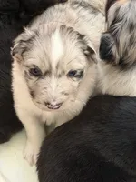 Puppy #4, a female Australian Shepherd for sale in Bennett, CO – 5 of 10