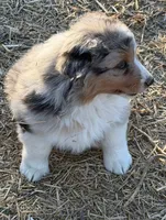 Puppy#2, a male Australian Shepherd for sale in Bennett, CO – 7 of 10
