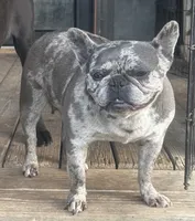 I would like you to meet Piper, a female French Bulldog for sale in Chickamauga, GA – 5 of 6