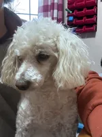 Indy, a male Poodle - Miniature  for sale in Chickamauga, GA – 2 of 3