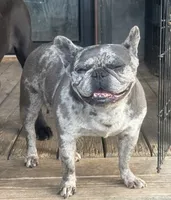 I would like you to meet Piper, a female French Bulldog for sale in Chickamauga, GA – 2 of 6