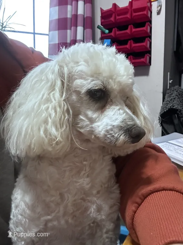 Indy – Poodle - Miniature  puppy for sale in Chickamauga, GA