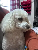 Indy, a male Poodle - Miniature  for sale in Chickamauga, GA – 1 of 3