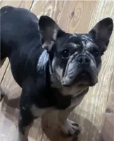 This pretty girl is Marvel, a female French Bulldog for sale in Chickamauga, GA – 1 of 9