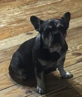 This pretty girl is Marvel, a female French Bulldog for sale in Chickamauga, GA – 5 of 9